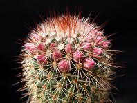 Thumbnail of 1850_Mammillaria crassior_20140417-001.JPG